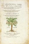 De Historia Stirpium Commentarii Insignes, by Leonard Fuchs-Heinrich Fullmaurer-Mounted Giclee Print
