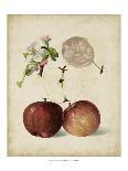 Harvest Apples II-Heinrich Pfeiffer-Framed Art Print