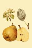 Harvest Apples I-Heinrich Pfeiffer-Art Print