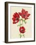 Heirloom Anemones I-Grace Popp-Framed Art Print