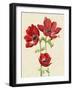 Heirloom Anemones I-Grace Popp-Framed Art Print