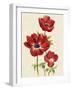 Heirloom Anemones II-Grace Popp-Framed Art Print