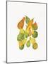 Heirloom Gourds-Deborah Kopka-Mounted Giclee Print