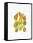 Heirloom Gourds-Deborah Kopka-Framed Stretched Canvas