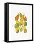 Heirloom Gourds-Deborah Kopka-Framed Stretched Canvas