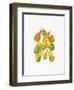 Heirloom Gourds-Deborah Kopka-Framed Giclee Print