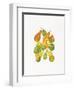 Heirloom Gourds-Deborah Kopka-Framed Giclee Print