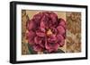 Heirloom II-Chris Donovan-Framed Premium Giclee Print