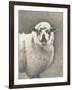 Heirloom Madras Sheep-Gwendolyn Babbitt-Framed Art Print