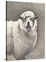 Heirloom Madras Sheep-Gwendolyn Babbitt-Stretched Canvas