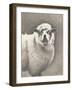 Heirloom Madras Sheep-Gwendolyn Babbitt-Framed Art Print