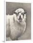 Heirloom Madras Sheep-Gwendolyn Babbitt-Framed Art Print