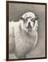 Heirloom Madras Sheep-Gwendolyn Babbitt-Framed Art Print