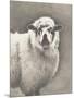 Heirloom Madras Sheep-Gwendolyn Babbitt-Mounted Art Print