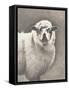Heirloom Madras Sheep-Gwendolyn Babbitt-Framed Stretched Canvas