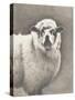 Heirloom Madras Sheep-Gwendolyn Babbitt-Stretched Canvas