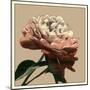 Heirloom Rose I-Chariklia Zarris-Mounted Art Print