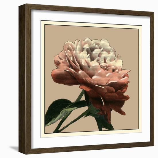 Heirloom Rose I-Chariklia Zarris-Framed Art Print