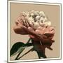 Heirloom Rose I-Chariklia Zarris-Mounted Art Print