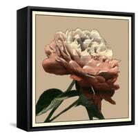 Heirloom Rose I-Chariklia Zarris-Framed Stretched Canvas