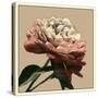 Heirloom Rose I-Chariklia Zarris-Stretched Canvas