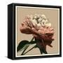 Heirloom Rose I-Chariklia Zarris-Framed Stretched Canvas