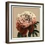 Heirloom Rose II-Chariklia Zarris-Framed Art Print