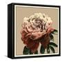Heirloom Rose II-Chariklia Zarris-Framed Stretched Canvas