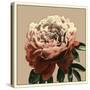 Heirloom Rose II-Chariklia Zarris-Stretched Canvas