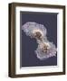 HeLa Cell Division, SEM-Thomas Deerinck-Framed Premium Photographic Print