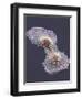 HeLa Cell Division, SEM-Thomas Deerinck-Framed Premium Photographic Print