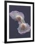 HeLa Cell Division, SEM-Thomas Deerinck-Framed Photographic Print