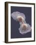 HeLa Cell Division, SEM-Thomas Deerinck-Framed Photographic Print