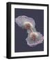 HeLa Cell Division, SEM-Thomas Deerinck-Framed Photographic Print