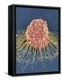 HeLa Cell, SEM-Thomas Deerinck-Framed Stretched Canvas