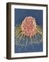 HeLa Cell, SEM-Thomas Deerinck-Framed Photographic Print