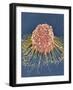 HeLa Cell, SEM-Thomas Deerinck-Framed Photographic Print