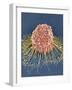 HeLa Cell, SEM-Thomas Deerinck-Framed Photographic Print