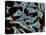 HeLa Cells, Light Micrograph-Thomas Deerinck-Stretched Canvas