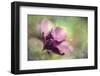 Helebores-Janet Slater-Framed Photographic Print