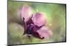 Helebores-Janet Slater-Mounted Photographic Print