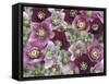 Heleborus Flower Design, Sammamish, Washington, USA-Darrell Gulin-Framed Stretched Canvas