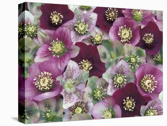 Heleborus Flower Design, Sammamish, Washington, USA-Darrell Gulin-Stretched Canvas