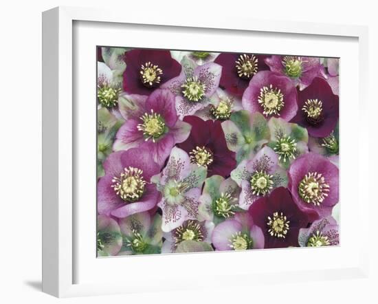 Heleborus Flower Design, Sammamish, Washington, USA-Darrell Gulin-Framed Photographic Print