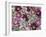 Heleborus Flower Design, Sammamish, Washington, USA-Darrell Gulin-Framed Photographic Print