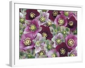 Heleborus Flower Design, Sammamish, Washington, USA-Darrell Gulin-Framed Photographic Print