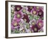 Heleborus Flower Design, Sammamish, Washington, USA-Darrell Gulin-Framed Photographic Print