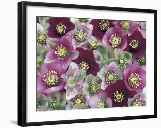 Heleborus Flower Design, Sammamish, Washington, USA-Darrell Gulin-Framed Photographic Print