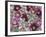 Heleborus Flower Design, Sammamish, Washington, USA-Darrell Gulin-Framed Photographic Print