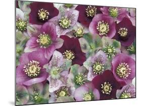 Heleborus Flower Design, Sammamish, Washington, USA-Darrell Gulin-Mounted Photographic Print